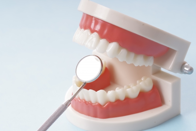 歯の模型とデンタルミラー